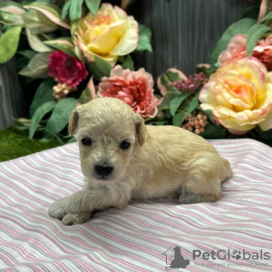 Photo №1. poodle (dwarf) - for sale in the city of Phoenix | 479$ | Announcement № 45827