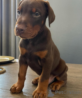 Photo №3. Urocze szczenięta dobermana do adopcji. Poland