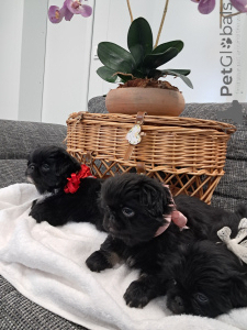 Photo №2 to announcement № 143144 for the sale of pekingese - buy in Switzerland breeder