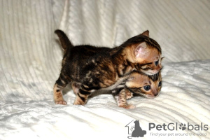 Photo №1. bengal cat - for sale in the city of Berlin | 370$ | Announcement № 107895