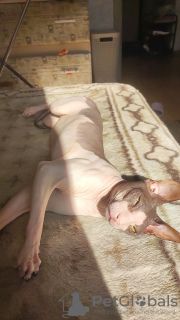 Photo №3. Mating Donskoy Sphynx in Belarus. Announcement № 94699