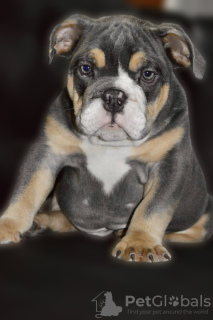 Photo №1. english bulldog - for sale in the city of Minsk | negotiated | Announcement № 29721