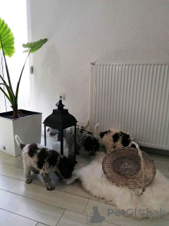 Photo №4. I will sell lagotto romagnolo in the city of Kragujevac.  - price - Is free