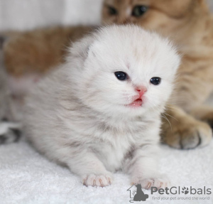 Photo №4. I will sell scottish fold in the city of Шымкент. private announcement, from nursery, breeder - price - negotiated