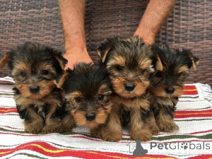 Photo №1. yorkshire terrier - for sale in the city of Bensheim | 361$ | Announcement № 171449