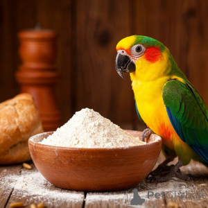 Photo №4. Northern deer horns in Russian Federation. Announcement № 139157