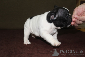 Photo №3. french bulldog puppies. Russian Federation