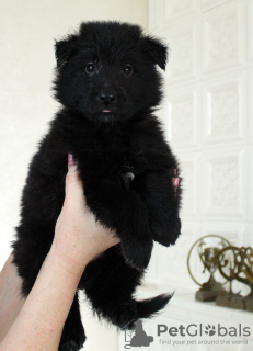 Photo №2 to announcement № 17204 for the sale of groenendael dog - buy in Ukraine breeder