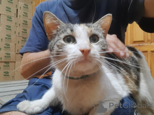 Photo №2 to announcement № 138929 for the sale of  - buy in Russian Federation 