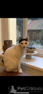 Photo №2 to announcement № 92992 for the sale of exotic shorthair - buy in Germany private announcement