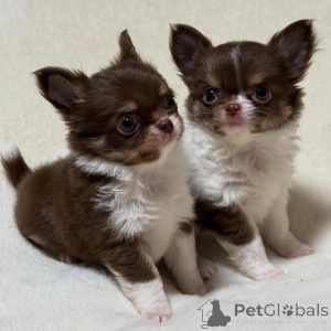 Photo №2 to announcement № 152851 for the sale of chihuahua - buy in Germany private announcement