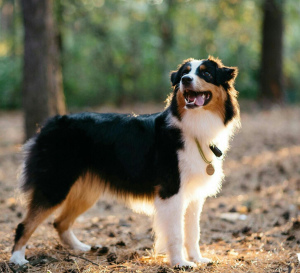 Photo №1. australian shepherd - for sale in the city of Moscow | 7144$ | Announcement № 2266