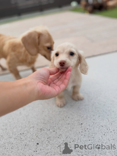 Photo №2 to announcement № 163658 for the sale of dachshund - buy in Austria breeder