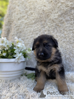 Additional photos: Puppies of the German Vivcharka