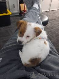 Photo №2 to announcement № 165953 for the sale of jack russell terrier - buy in Portugal private announcement, breeder