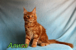 Photo №2 to announcement № 3343 for the sale of maine coon - buy in Russian Federation from nursery