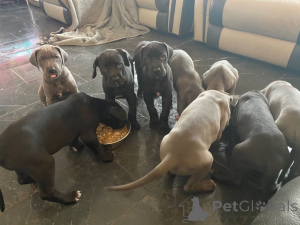 Photo №3. Great Dane Puppies. Sweden