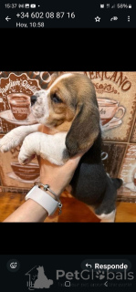 Photo №3. This my 2 sweet little girl is ready for adoption and looking for her new. Belgium