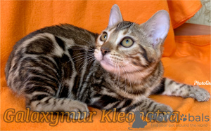 Photo №1. bengal cat - for sale in the city of Petrozavodsk | 1817$ | Announcement № 9260