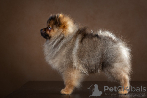 Photo №2 to announcement № 9512 for the sale of german spitz - buy in Russian Federation 