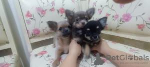 Additional photos: Selling three Chihuahua boys with official documents and vaccinated