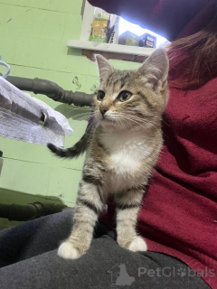 Photo №4. I will sell  in the city of Moscow river.  - price - Is free