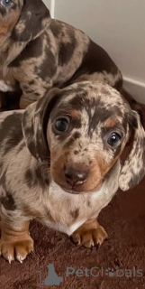 Photo №3. Щенки миниатюрной пятнистой таксы. Belgium