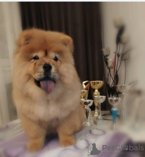 Additional photos: Chow Chow dogs for sale