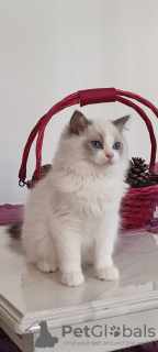 Additional photos: Ragdoll kittens for sale