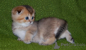 Photo №1. scottish fold - for sale in the city of Франкфурт-на-Майне | negotiated | Announcement № 93600