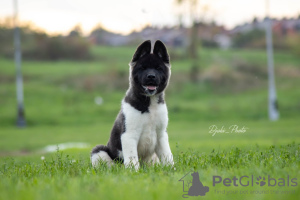 Photo №1. american akita - for sale in the city of Belgrade | 740$ | Announcement № 121540