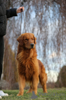 Photo №2 to announcement № 93590 for the sale of golden retriever - buy in Poland private announcement, breeder