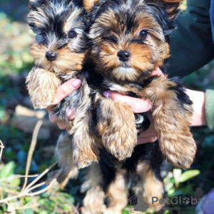 Photo №1. yorkshire terrier - for sale in the city of Salzgitter | 280$ | Announcement № 46178