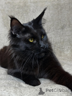 Photo №4. I will sell maine coon in the city of ASCH. private announcement - price - negotiated