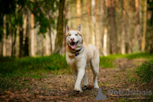 Additional photos: Handsome husky Hart is in good hands