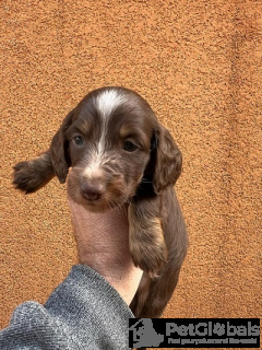 Photo №2 to announcement № 134569 for the sale of dachshund - buy in Serbia 