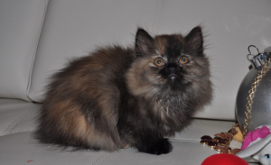 Photo №2 to announcement № 701 for the sale of minuet cat longhair - buy in Bulgaria breeder