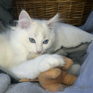 Photo №4. I will sell ragdoll in the city of Москва. from nursery, breeder - price - 1041$