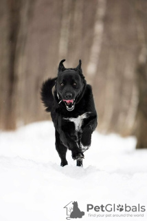 Additional photos: Black hero Max is in good hands