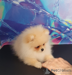 Additional photos: Pomeranian Spitz for sale, boy.