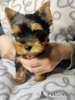 Photo №3. Yorkshire terrier puppies for sale. Serbia