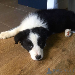 Photo №2 to announcement № 78624 for the sale of border collie - buy in Bulgaria private announcement