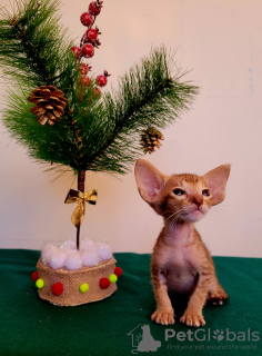 Photo №2 to announcement № 34213 for the sale of oriental shorthair - buy in Russian Federation private announcement