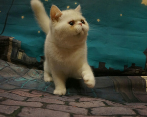 Photo №2 to announcement № 5200 for the sale of exotic shorthair - buy in Russian Federation from nursery, breeder