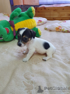 Photo №3. Purebred Jack Russell Terrier puppies. Russian Federation