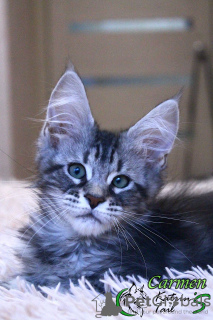 Photo №4. I will sell maine coon in the city of St. Petersburg. private announcement, from nursery, breeder - price - 473$