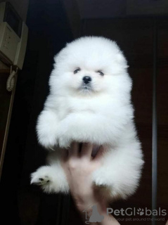 Photo №4. I will sell pomeranian in the city of Berlin. private announcement - price - 350$