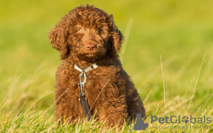 Photo №1. labradoodle - for sale in the city of Berlin | 275$ | Announcement № 101237