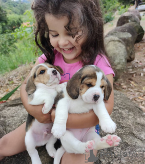 Photo №1. beagle - for sale in the city of Berlin | 510$ | Announcement № 168023