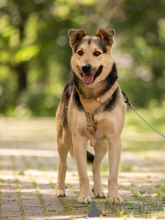 Photo №1. non-pedigree dogs - for sale in the city of Moscow river | Is free | Announcement № 154141